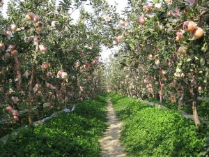 山西运城客户向j9九游会首页登录新版订购300吨苹果有机肥